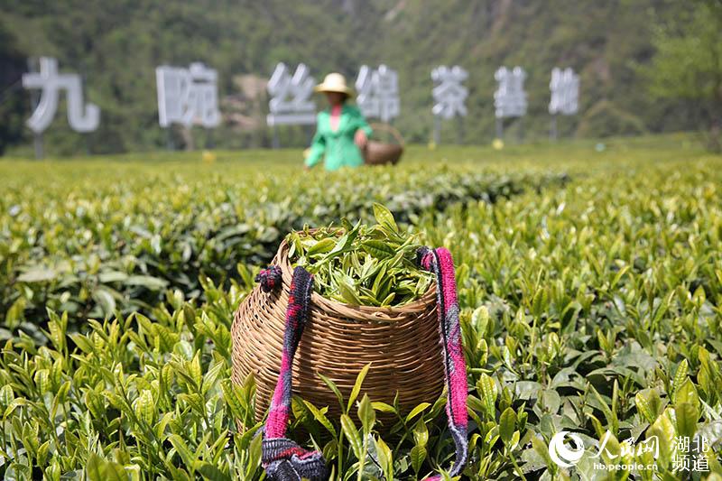 湖北秭歸：茶企復工復產 茶農採茶忙【10】