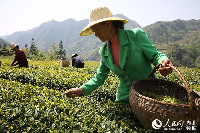 湖北秭歸：茶企復工復產 茶農採茶忙【5】
