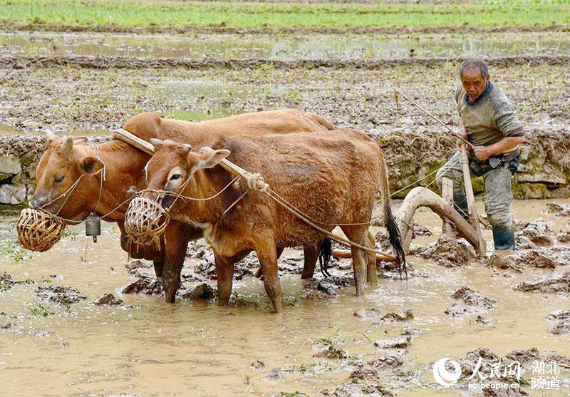 2020年4月16日，湖北省襄陽市保康縣寺坪鎮峽口村農民在犁地耙田。（王俊楚 攝）