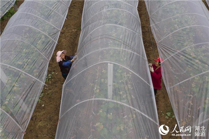 4月22日，在湖北省襄陽市襄城區尹集鄉姚庵村，果農固定葡萄防雨棚上的塑料膜（無人機拍攝）。 