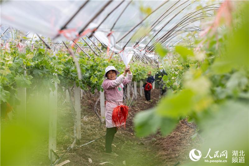 4月22日，在湖北省襄陽市襄城區尹集鄉姚庵村，果農為葡萄防雨棚鋪新塑料膜。