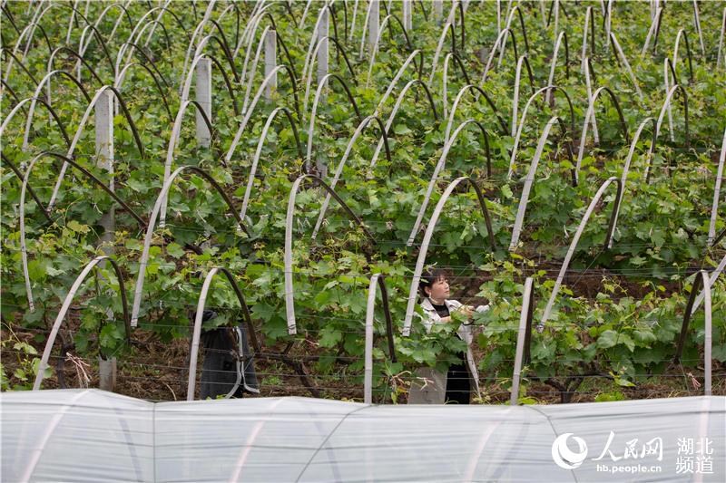 4月22日，在湖北省襄陽市襄城區尹集鄉姚庵村，果農在管護葡萄苗。