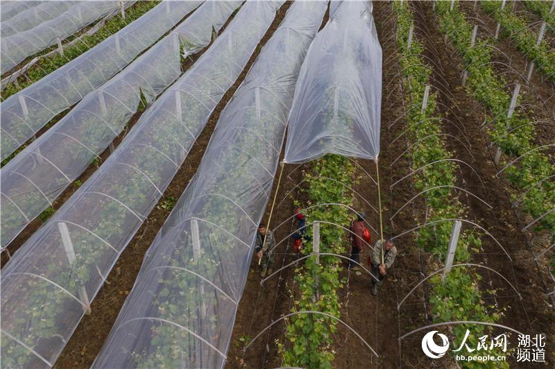 4月22日，在湖北省襄陽市襄城區尹集鄉姚庵村，果農在葡萄防雨棚上鋪新塑料膜（無人機拍攝）。