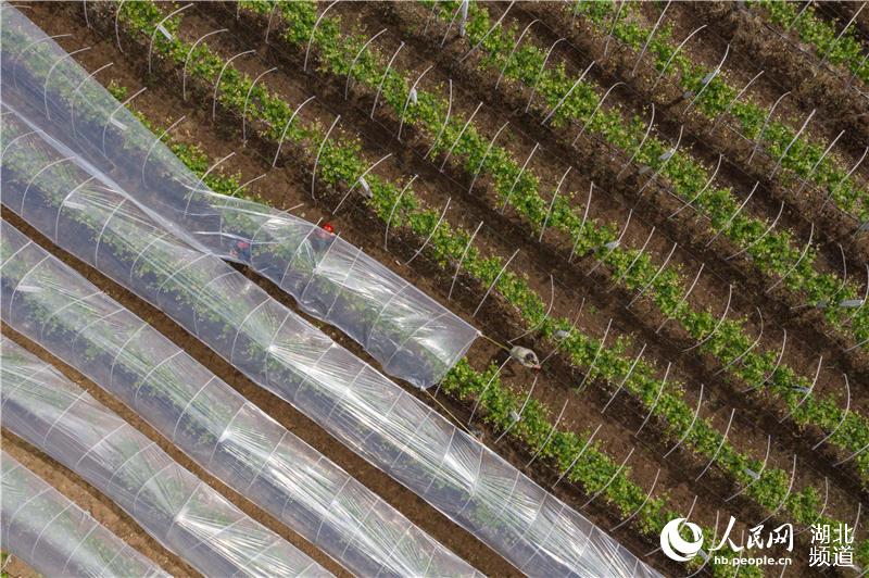 4月22日，在湖北省襄陽市襄城區尹集鄉姚庵村，果農在葡萄防雨棚上鋪新塑料膜（無人機拍攝）。 