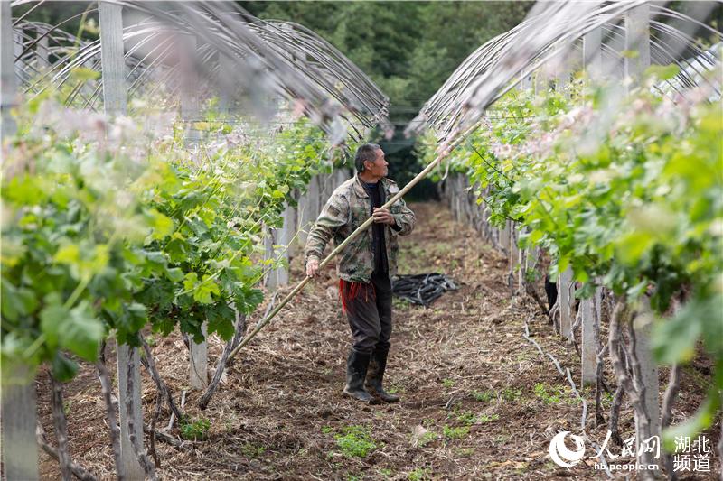4月22日，在湖北省襄陽市襄城區尹集鄉姚庵村，果農整理葡萄防雨棚。 