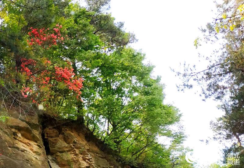 花紅葉翠