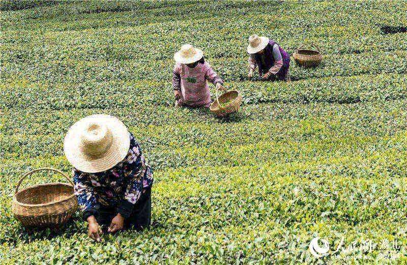 4月25日，村民在秭歸縣九畹絲綿茶生態基地採茶。（向紅梅 攝）