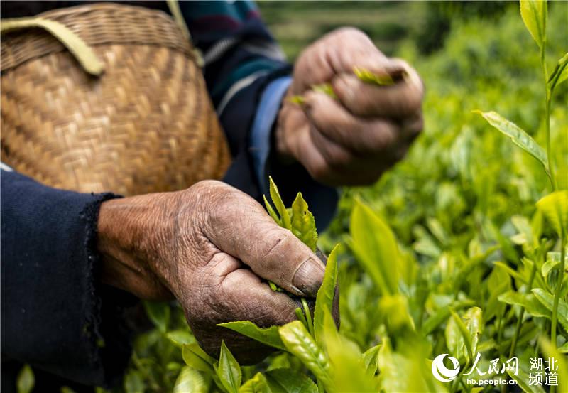 4月25日，村民在秭歸縣九畹絲綿茶生態基地採茶。（向紅梅 攝）