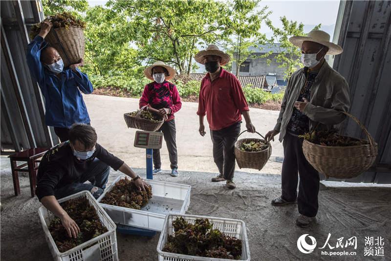 4月28日，村民出售採收的香椿芽。（鄭家裕 攝）
