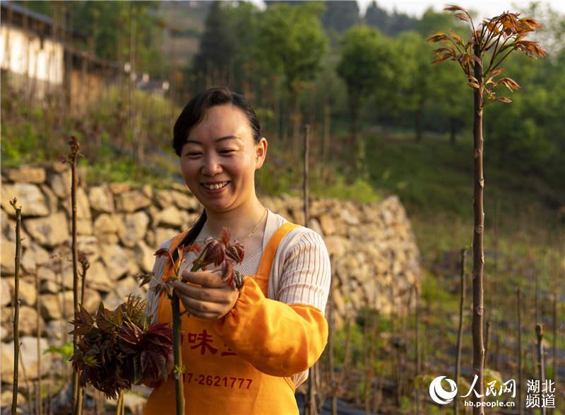 4月28日，宋玉琳在香椿種植基地採摘香椿。（向紅梅 攝）