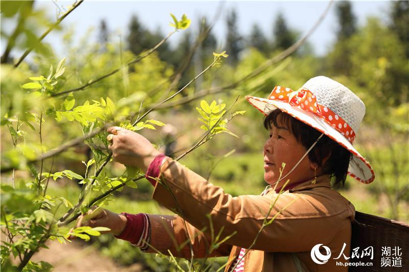 4月28日，鶴峰縣石堡村青錢柳種植基地上，村民正在採摘青錢柳。（汪正璽 攝）