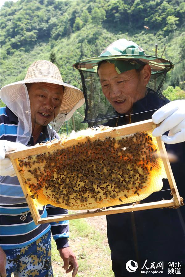 李永國和社員一起查看蜜蜂釀蜜情況。（汪正璽 攝）