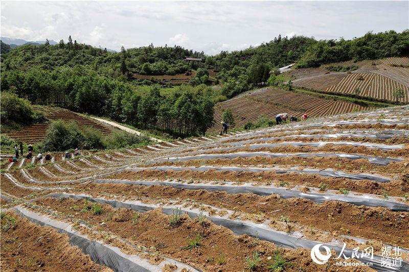 鶴峰縣太平鎮槐樹樁村紫薯種植基地上，該縣硒海種養專業合作社聘用的工人們正在種植薯苗。（汪正璽 攝）