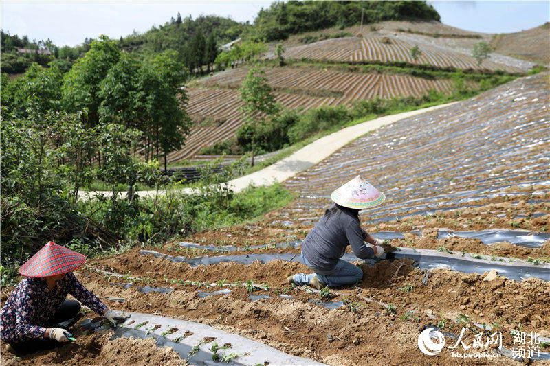 鶴峰縣太平鎮槐樹樁村紫薯種植基地上，該縣硒海種養專業合作社聘用的工人們正在種植薯苗。（汪正璽 攝）