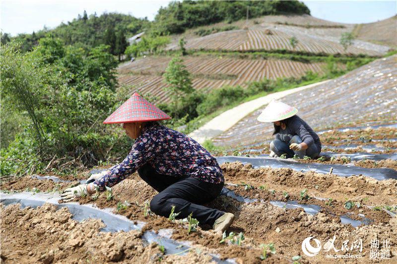 鶴峰縣太平鎮槐樹樁村紫薯種植基地上，該縣硒海種養專業合作社聘用的工人們正在種植薯苗。（汪正璽 攝）