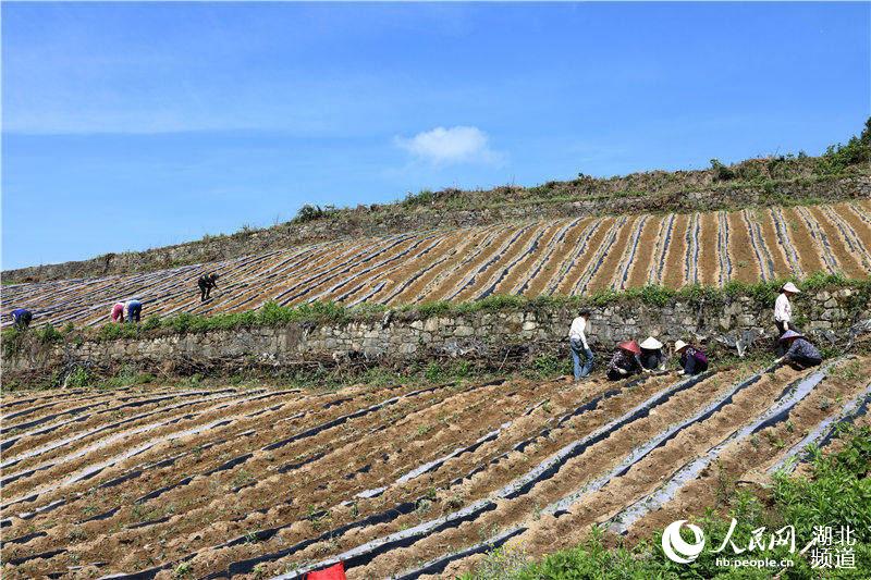 鶴峰縣太平鎮槐樹樁村紫薯種植基地上，該縣硒海種養專業合作社聘用的工人們正在種植薯苗。（汪正璽 攝）