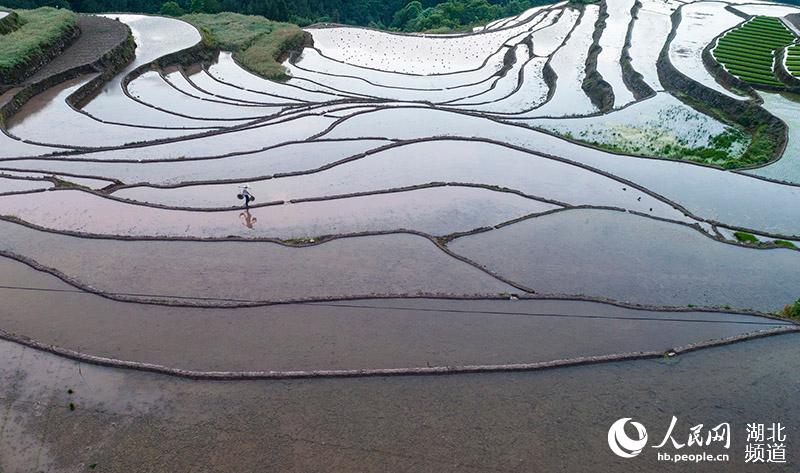 5月15日，梅朝輝在田間查看水田灌水情況（無人機照片）。