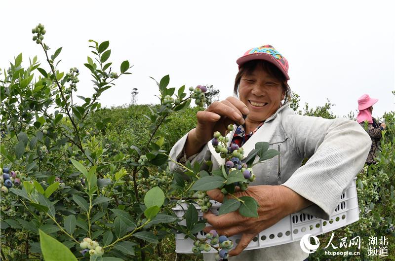 2020年5月25日，村民在湖北省襄陽市保康縣過渡灣鎮茶庵村藍莓種植基地採摘藍莓。
