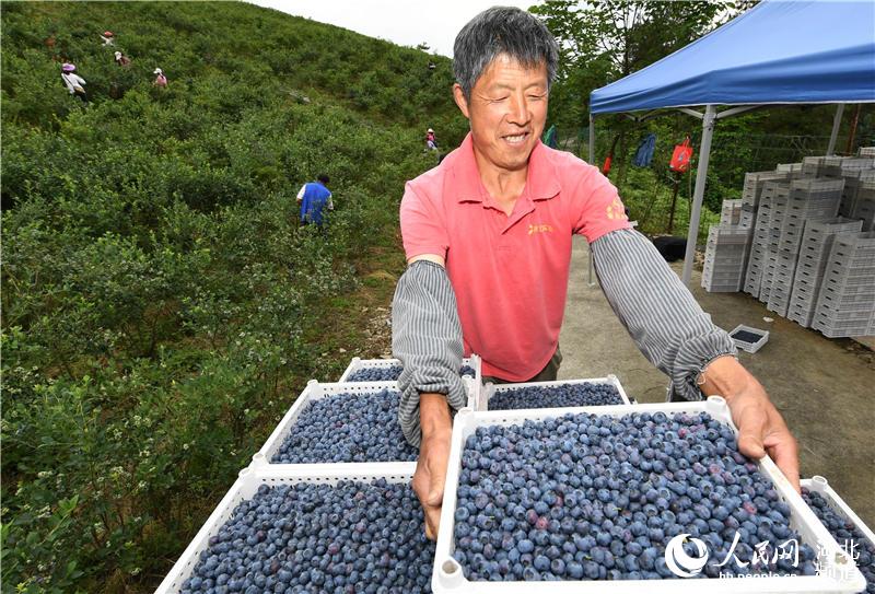 2020年5月25日，村民在湖北省襄陽市保康縣過渡灣鎮茶庵村藍莓種植基地將收獲的藍莓裝車外銷。