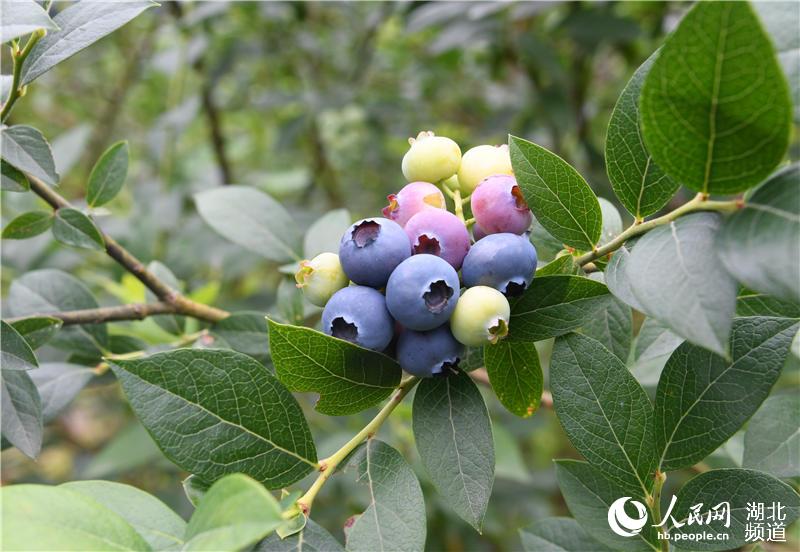 2020年5月25日，在湖北省襄陽市保康縣過渡灣鎮茶庵村種植基地拍攝的藍莓。