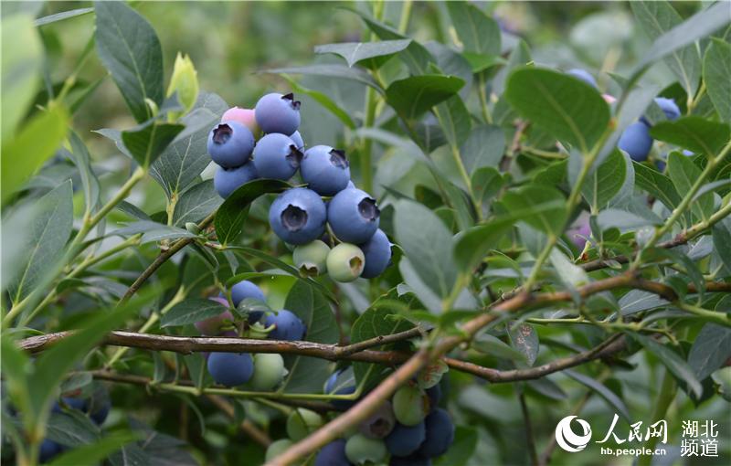 2020年5月25日，在湖北省襄陽市保康縣過渡灣鎮茶庵村種植基地拍攝的藍莓。