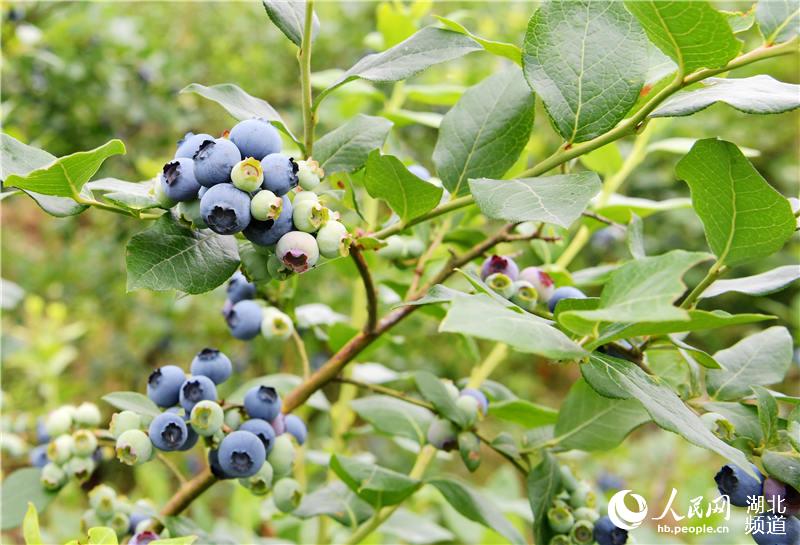 ������������ݮƮ����������3��