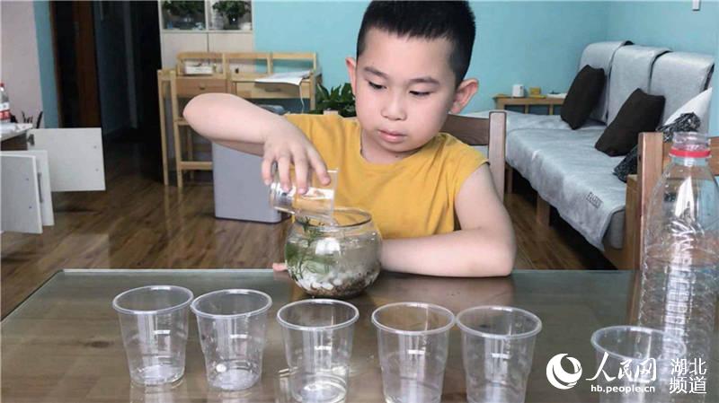 小學生在家制作生態小魚缸。