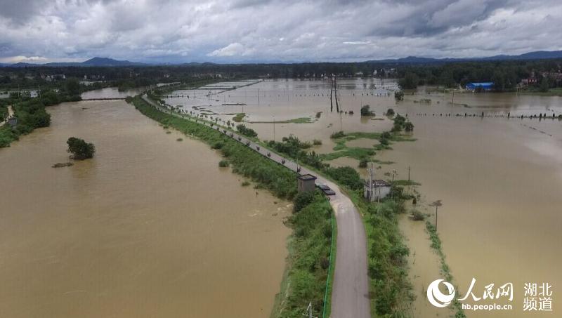 陳廟河大畈被淹沒的農田。浠水縣融媒體中心供圖