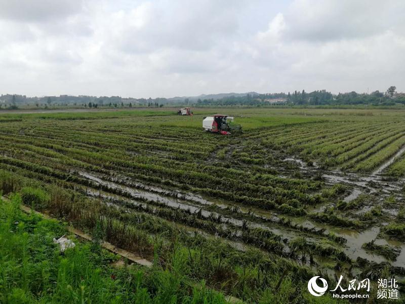 對退水較早的田塊，採取“倒種春”種植方式。浠水縣融媒體中心供圖