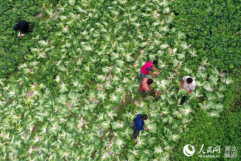 ������������ɽ�߲���ũ������ƶ��2��