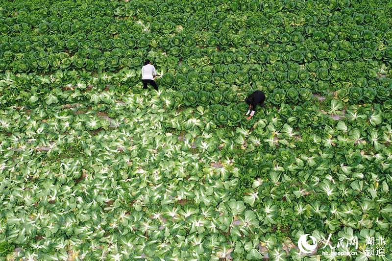 湖北保康：高山蔬菜助農增收脫貧【3】