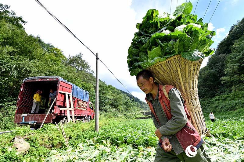湖北保康：高山蔬菜助農增收脫貧【11】