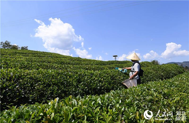 ������������е�ɲ�����ա�6��