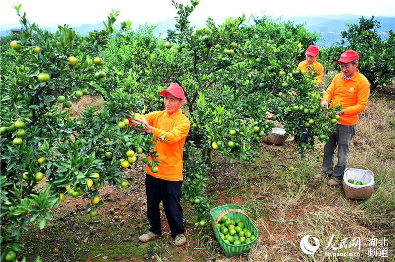 2020��9��17�գ�����ʡ�˲�������������ũ��Ʒרҵ����������Ա����̬��԰��ժ���조����족���١�