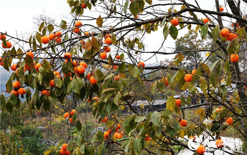 2020年10月25日，拍攝的湖北省襄陽市保康縣九路寨生態旅游區的柿子。