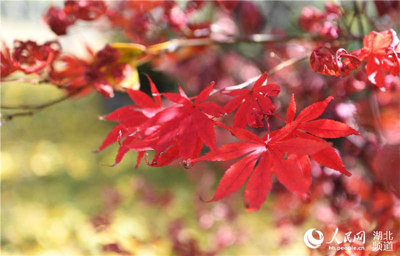2020年10月25日，在湖北省襄陽市保康縣九路寨生態旅游區拍攝的紅葉。