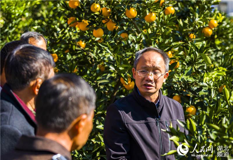 11月14日，柑橘專家劉永忠（右一）在秭歸縣九畹溪鎮界埡村為柑農講解柑橘新品種栽培及管理技術。（向紅梅攝）