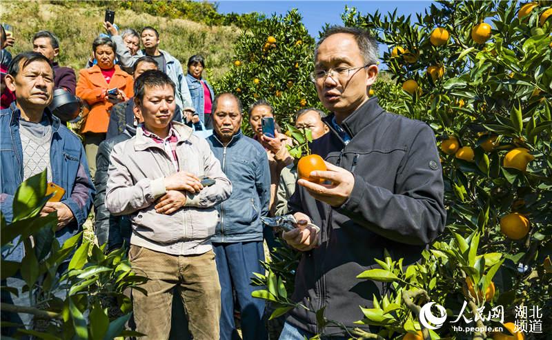 11月14日，柑橘專家劉永忠（右一）在秭歸縣九畹溪鎮界埡村為柑農進行柑橘新品種栽培及管理技術培訓。（向紅梅攝）