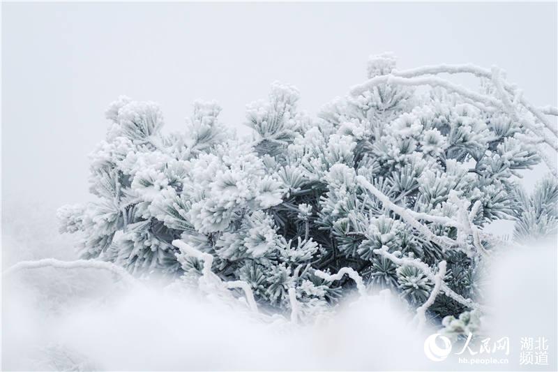 2020年11月22日，在湖北省襄陽市保康縣后坪鎮橫沖景區拍攝的霧凇。