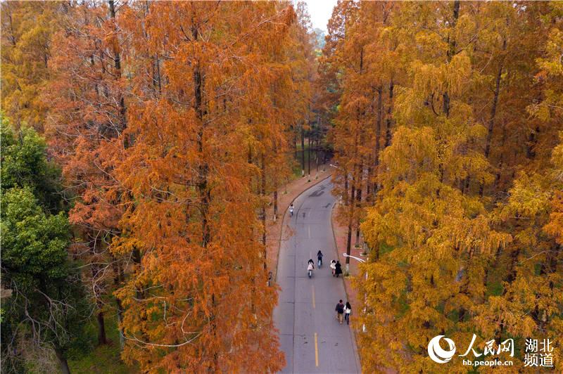 2020年11月30日，湖北省襄陽市，初冬時節，湖北文理學院紅色的水杉與校園道路相映，散發出迷人光彩，給初冬的校園增添了一道美麗的風景。