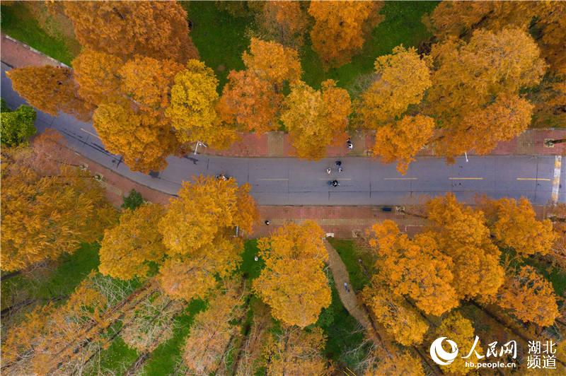 2020年11月30日，湖北省襄陽市，初冬時節，湖北文理學院紅色的水杉與校園道路相映，散發出迷人光彩，給初冬的校園增添了一道美麗的風景。