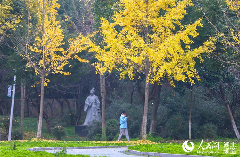2020年11月30日，湖北省襄陽市，初冬時節，湖北文理學院金黃銀杏與校園道路相映，片片樹葉發出金色的迷人光彩，給初冬的校園增添了一道美麗的風景。