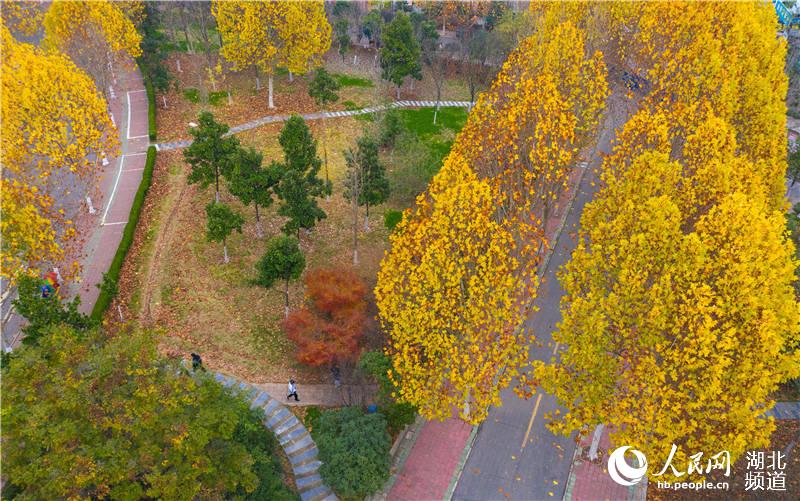 2020年11月30日，湖北省襄陽市，初冬時節，湖北文理學院金色的法國梧桐與校園道路相映，片片樹葉發出金色的迷人光彩，給初冬的校園增添了一道美麗的風景。