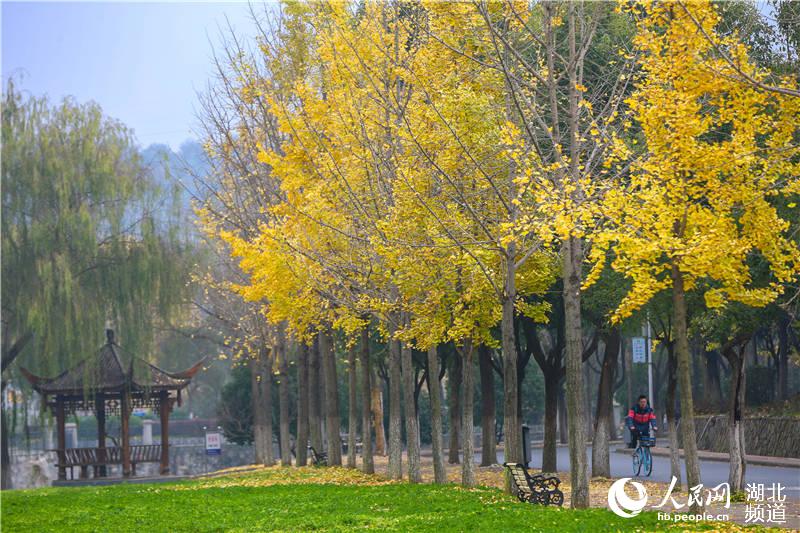 2020年11月30日，湖北省襄陽市，初冬時節，湖北文理學院金黃銀杏與校園道路相映，片片樹葉發出金色的迷人光彩，給初冬的校園增添了一道美麗的風景。