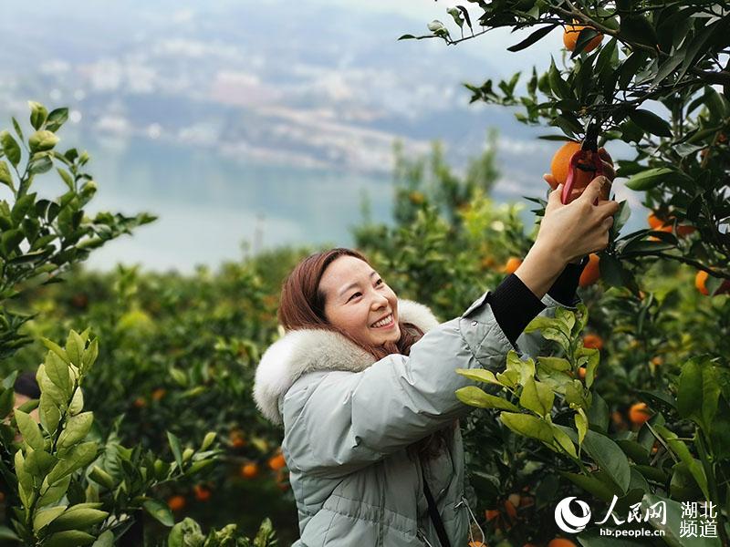 游客體驗採摘樂