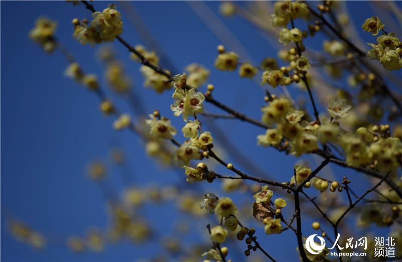 2020��12��31�գ�����ʡ�����б������غӹ�԰���躮ʢ������÷����