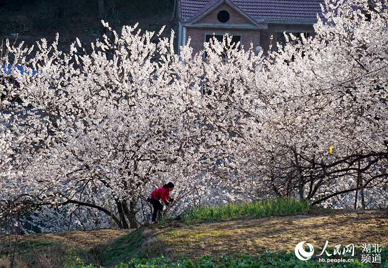 村民在櫻桃花下管理農田。