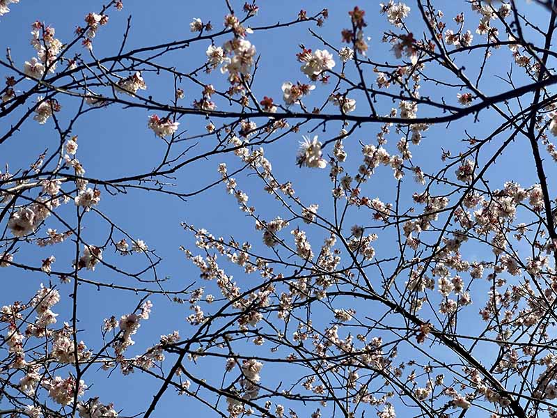 東湖梅園，梅花綻放枝頭。人民網 張沛攝
