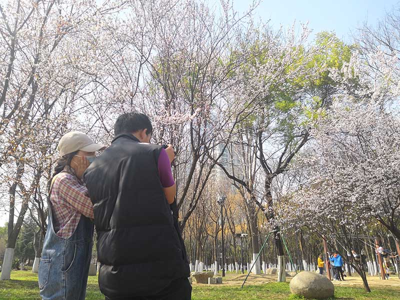 漢口江灘，游客在櫻花前駐足觀賞。人民網 王郭驥攝