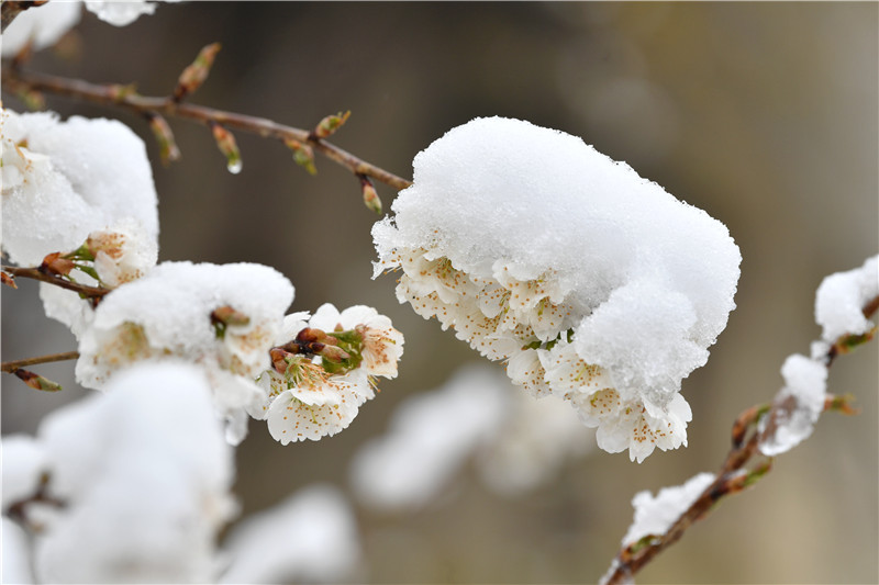 2月26日，在湖北省襄陽市保康縣城關鎮小溝村拍攝的雪中的櫻桃花。